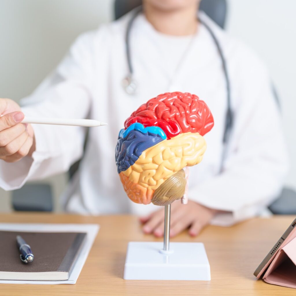 Doctor with brain model explaining neurological an